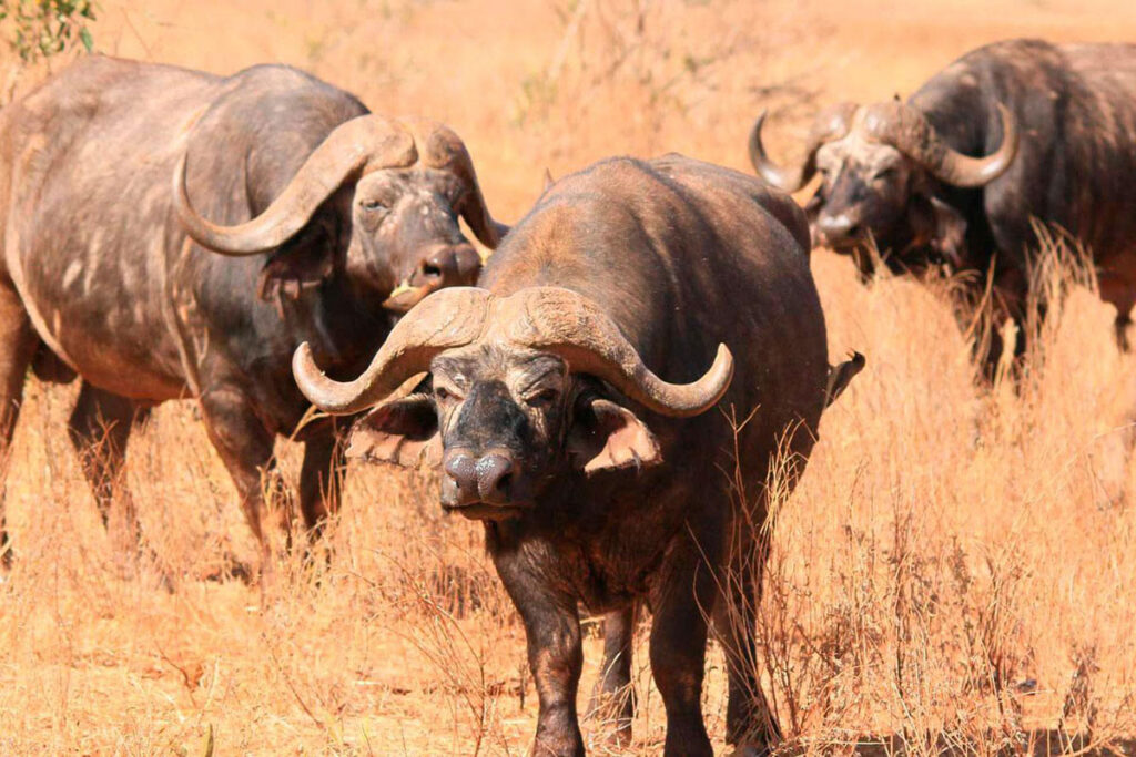 Ruvubu National Park