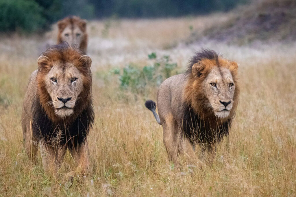 Sabi Sand Game Reserve
