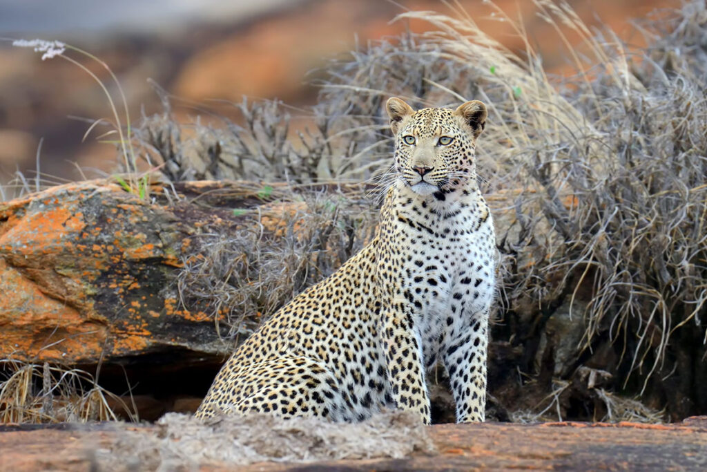 Tsavo East National Park