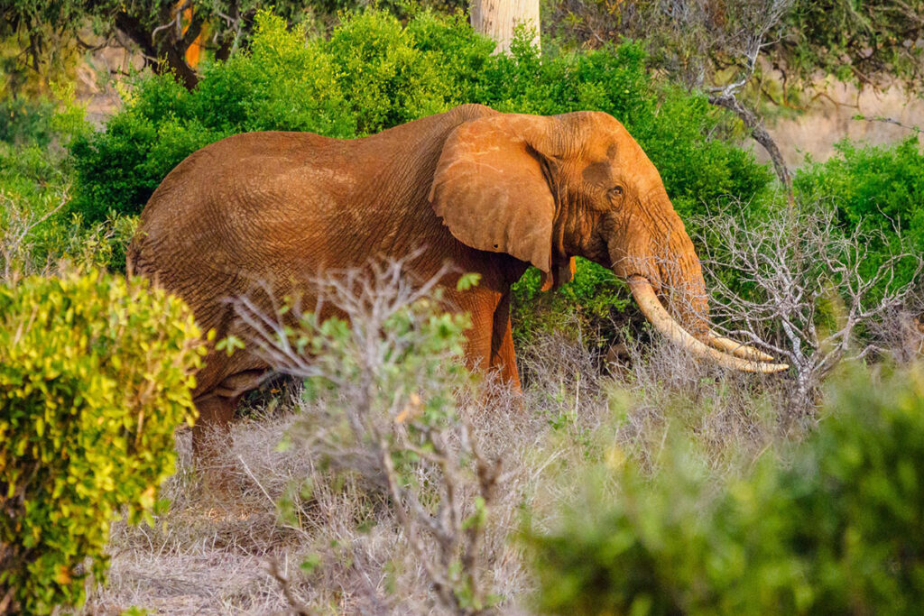Tsavo West National Park