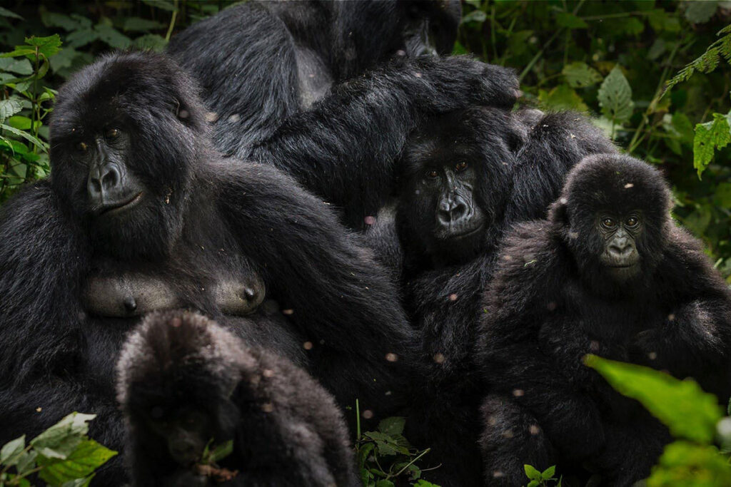 Virunga National Park
