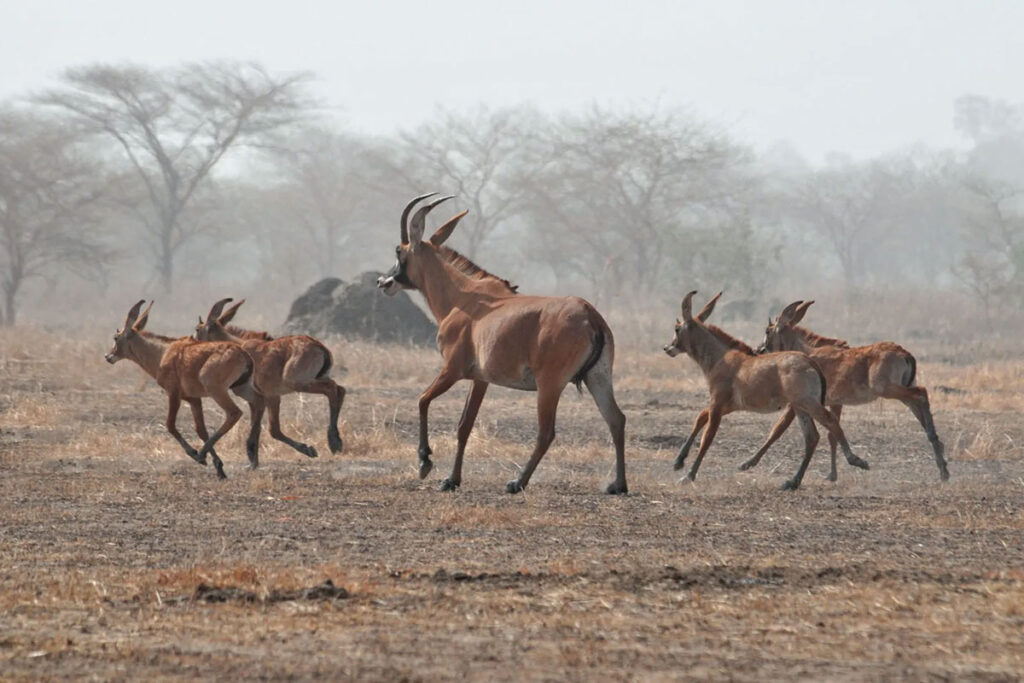 Waza National Park