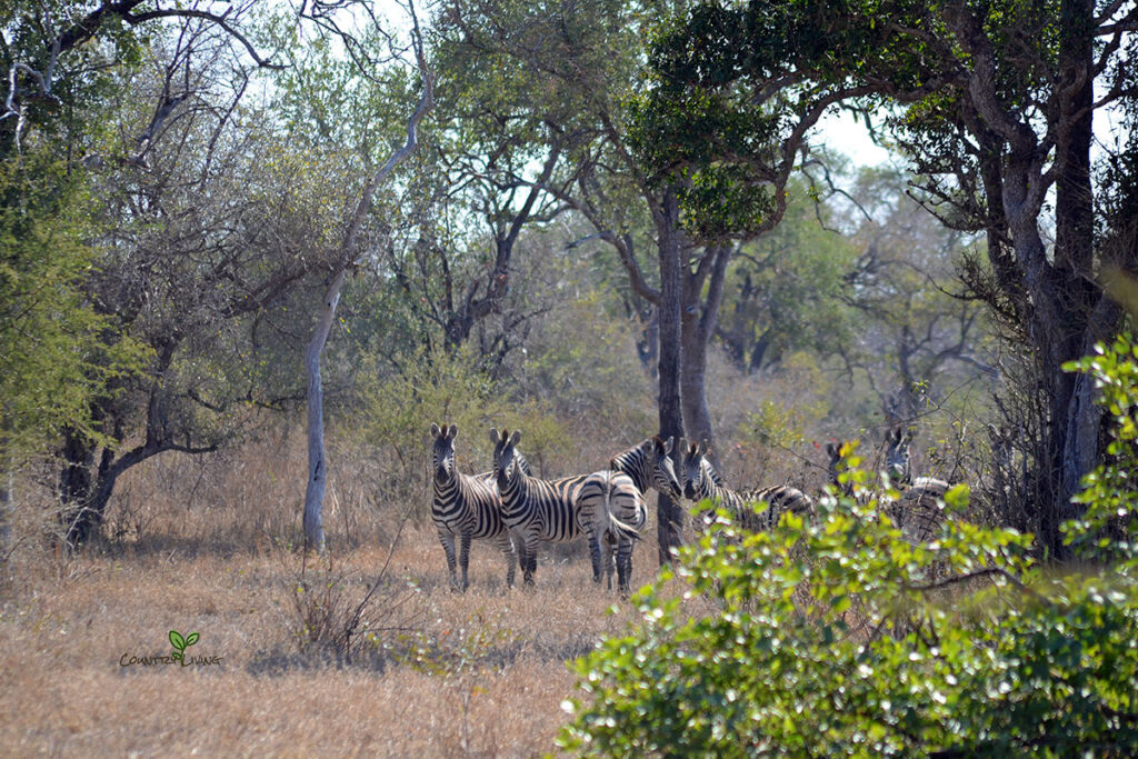Zinave National Park